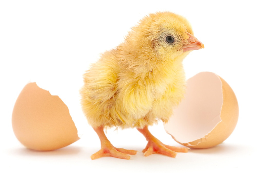 schools%2FYKMWm7CrAlWulD5r4Yrk%2Fcontentimg%2FvRXCv5a1VBQpuFKKfZvI%2F53XlKCbirvXH9EXOxAhPg-img.png?alt=media&token=a32b8925-ac1f-4f06-b33f-afe0e07dfb03